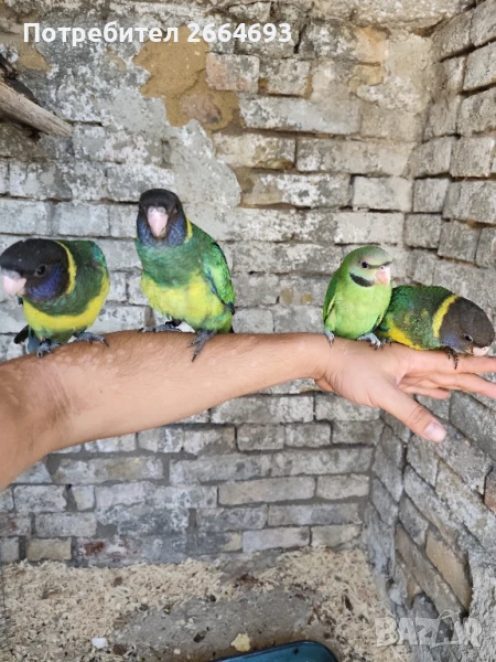 Ръчно хранени папагали, снимка 1