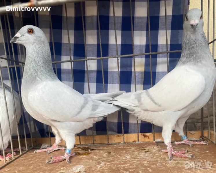 Млади ардезови пощи, снимка 1