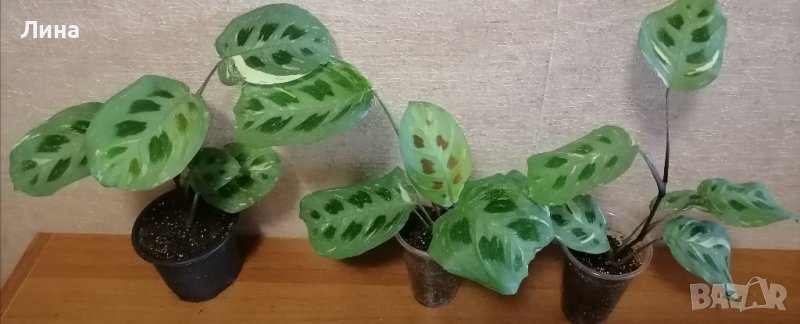 Маранта вариегатна/Maranta kerchoveana variegated /, снимка 1