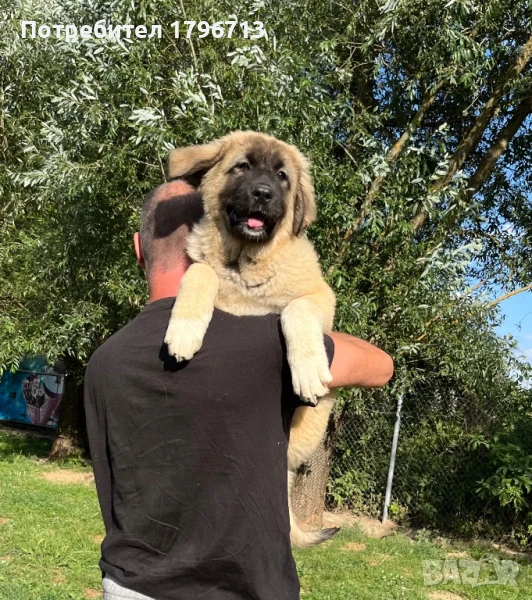 Кавказка овчарка, снимка 1
