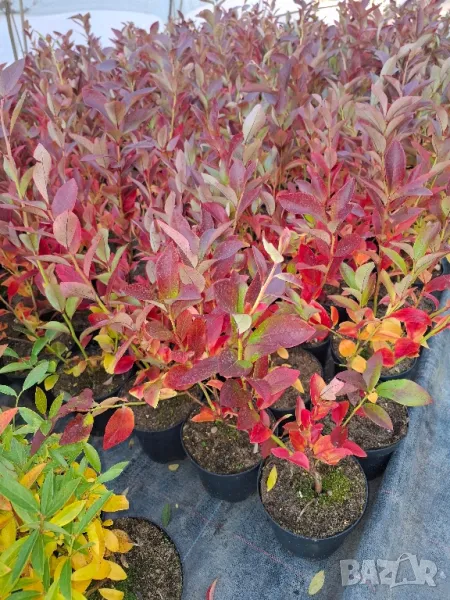 Американска боровинка в саксия , снимка 1