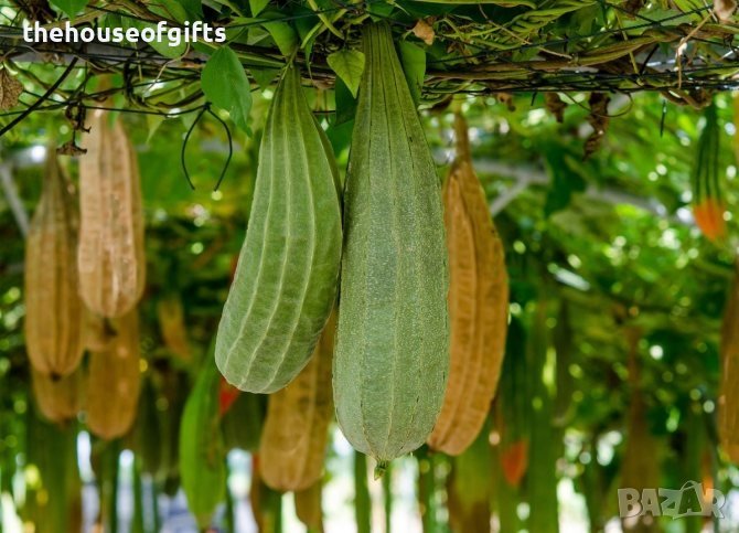 Пакет от семена на гъба Луфа Luffa, снимка 1