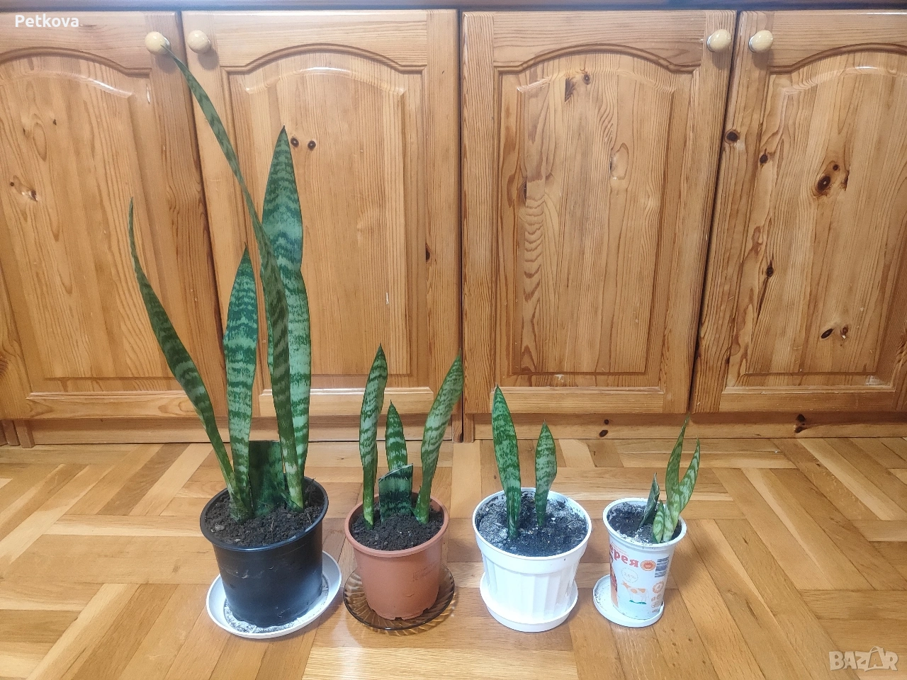 Сансевиера(меч), снимка 1