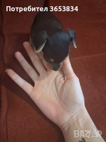 свободни за нови семейства 