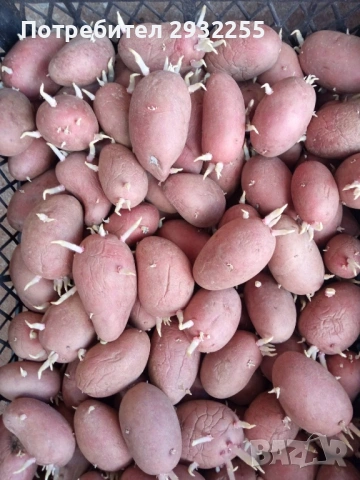 Червени картофи за семе рътени 