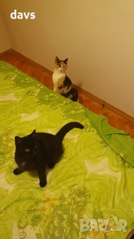 Приемен / постоянен Дом за трицветна принцеса, снимка 13 - Други - 53331402