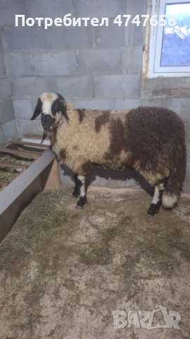 Продавам коч вакламаришка