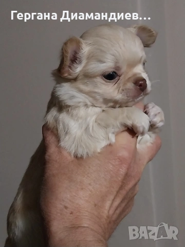 продавам мини чихуахуа , снимка 8 - Чихуахуа - 53429122