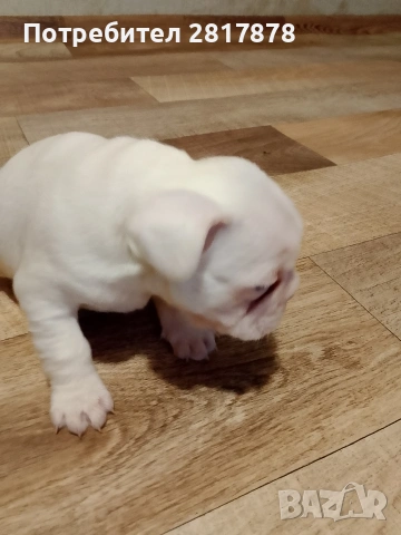 продават се 