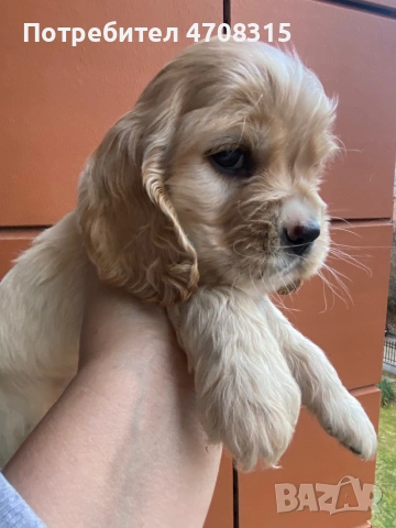 Кокер шпаньол игриво момченце, снимка 4 - Кокер шпаньол - 53724874