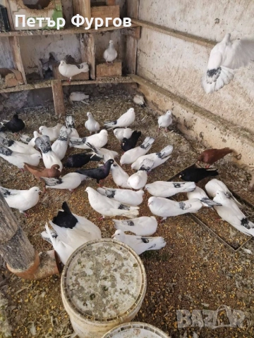 Продавам   бемкалии и  донеци, снимка 3 - Гълъби - 52224148