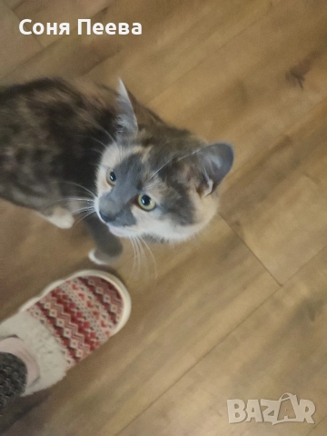 Домашна, женска,кастрирана котка, снимка 5 - Други - 52171919