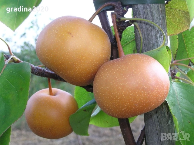 Азиатска круша Наши (Pyrus pyrifolia), снимка 2 - Разсади - 52066739
