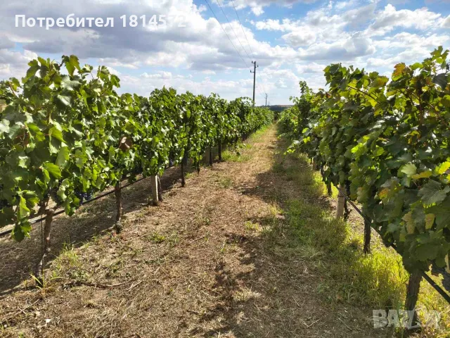 Продавам винено грозде сорт Каберне Совиньон и Мавруд – Реколта 2026 г., снимка 5 - Други - 56099786