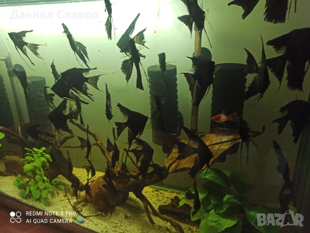 Черни воални скаларии , снимка 2 - Рибки - 52035181