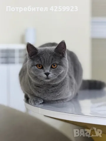     Чистокръвни британски котенца с шампионски произход 🖤, снимка 10 - Британска късокосместа - 56135812