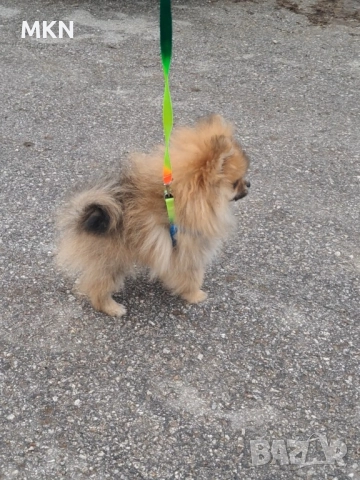 Померан, снимка 9 - Померан - 51940550