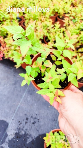 Промо пакет от 6 бр студоустойчиви растения, снимка 11 - Градински цветя и растения - 52111446
