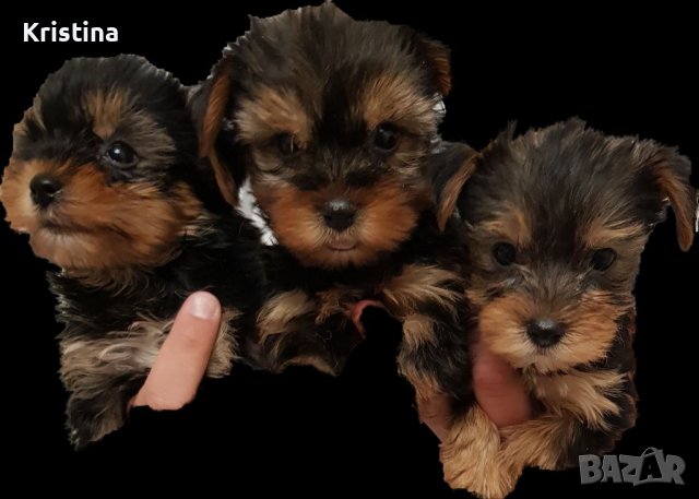 Йоркширски териер йорки, снимка 4 - Йоркширски териер - 40139965