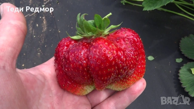 61 сорта ягоди разсад за любители и колекционери - кампания 2026, снимка 6 - Градински цветя и растения - 53589923