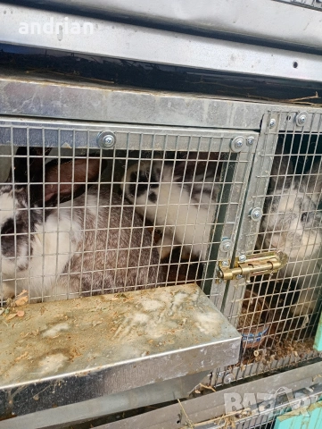 продавам  домашни зайци за клане, снимка 2 - Други животни - 53721028