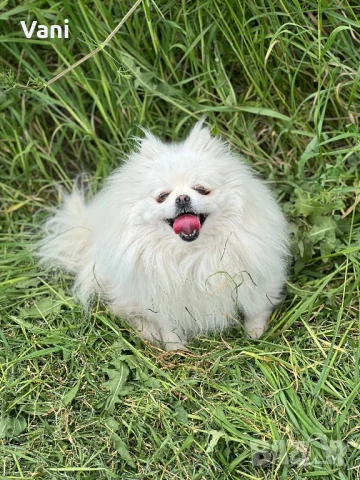 Женски померан с родословие