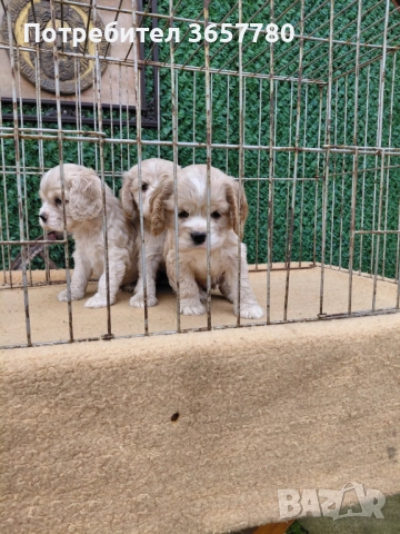 Американски кокер шпанол, снимка 3 - Други животни - 52596197