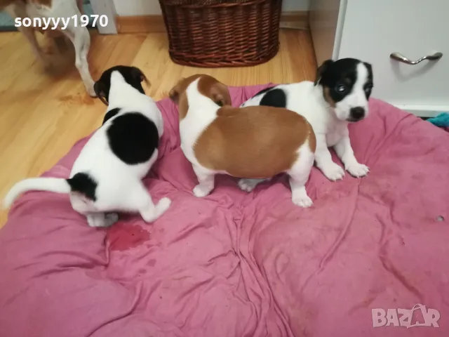 ДЖАК РЪСЕЛ-БЕБЕТА ДЖАКОВЕ-ВИДИН 0302251844, снимка 6 - Джак ръсел териер - 48948026