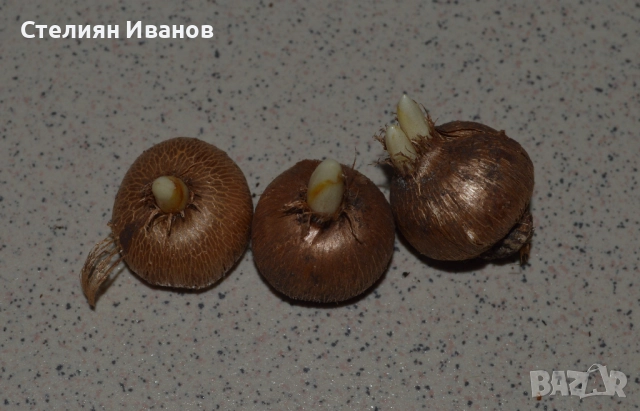 Жълт минзухар (Crocus flavus 'Golden Yellow') - луковици, снимка 2 - Сортови семена и луковици - 52970678