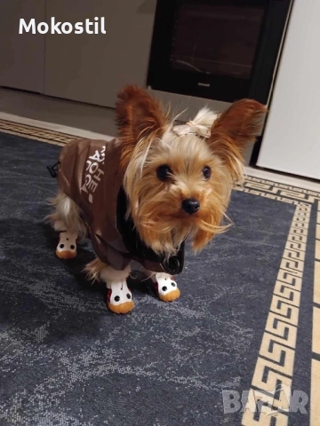 Фифи  мини Йоркши териер 