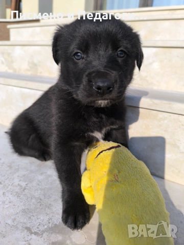 Подаряват се кученца , снимка 6 - Други - 53709434