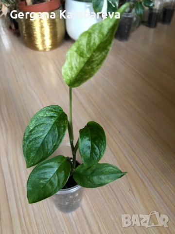 Monstera Laniata Mint variegated , снимка 3 - Стайни растения - 53295253