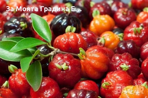 Суринамска череша , снимка 2 - Градински цветя и растения - 53623272