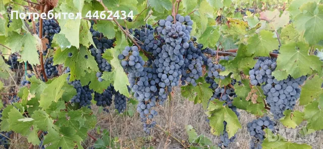 Продавам грозде Каберне Фран, снимка 7 - Други - 56307900