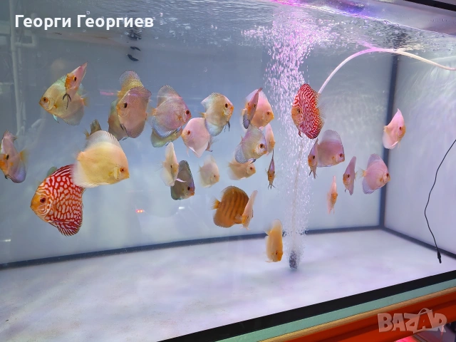 Дискуси, снимка 6 - Рибки - 51439805