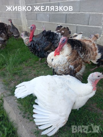  ПРОДАВАМ  ДОМАШНО ГЛЕДАНИ  ПУЙКИ ОТ 6 ПОРОДИ, снимка 2 - Кокошки и пуйки - 40039163