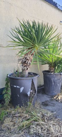 Юка #6 ,студоустойчива двойна над 10годишна  висока120см