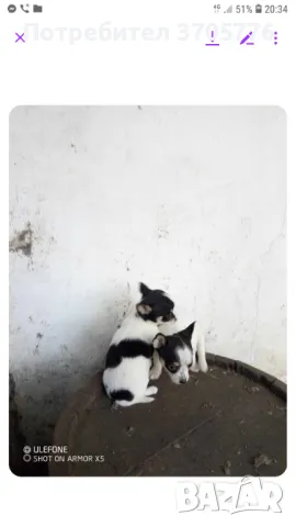 Мини пинчери, снимка 6 - Пинчер - 48351378