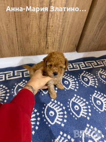 Той пудел момче, снимка 8 - Пудели - 52605999
