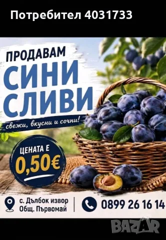 Синя слива сорт стенлей, снимка 2 - Други - 56107491
