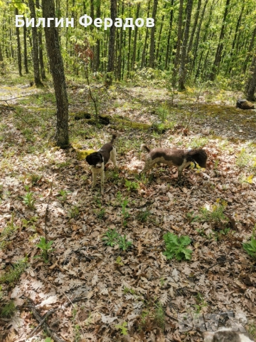 Лагото Романьоло , снимка 3 - Други - 52565724