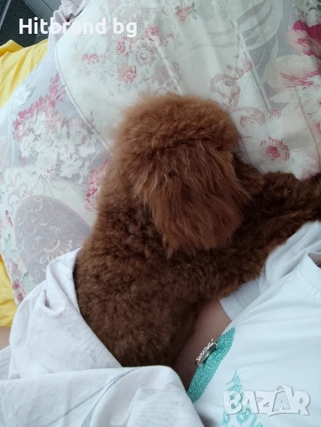 Той Пудел за разплод , снимка 6 - Търси партньор - 50954525