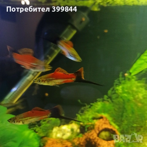 продавам мъжки риби, снимка 4 - Рибки - 52922829