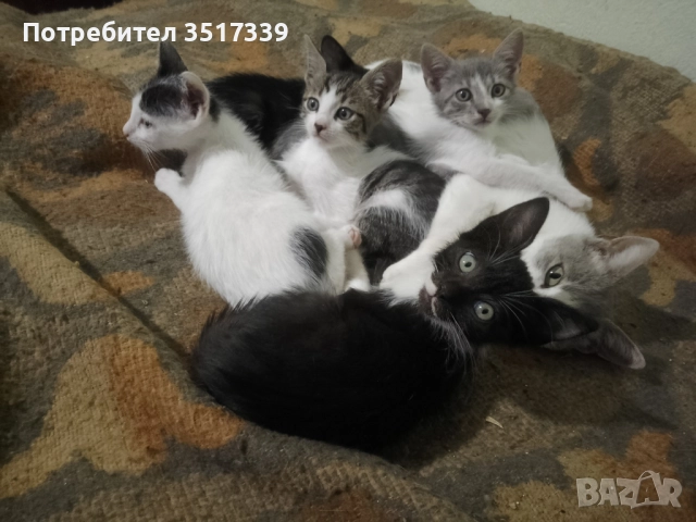 Подарявам коте