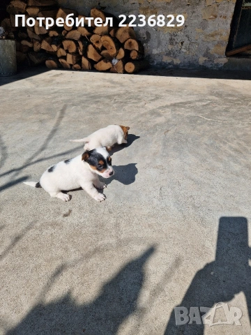 Джак-Ръсел Териер , снимка 4 - Джак ръсел териер - 53756570