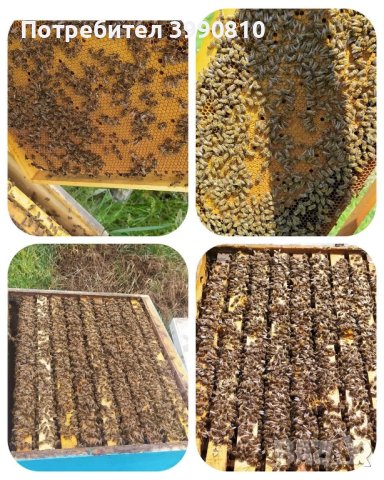 Пчелни майки, пчелни отводки(изкуствени рояци), снимка 3 - За пчели - 44270594
