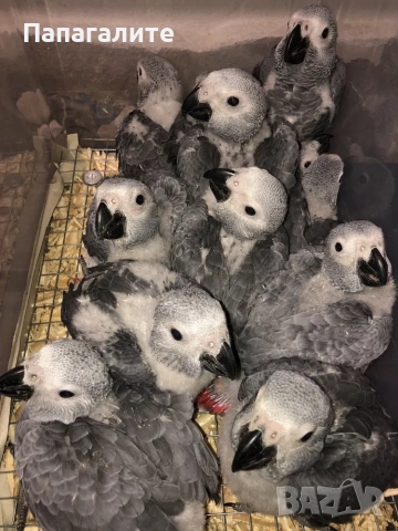 Папагали Жако- Конго, снимка 3 - Папагали - 52346276