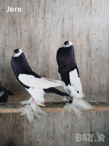 Седлати гушести