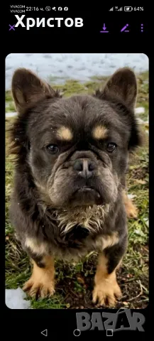 Мъжко флуфи (флъфи) за разплод, снимка 8 - Френски булдог - 46959509