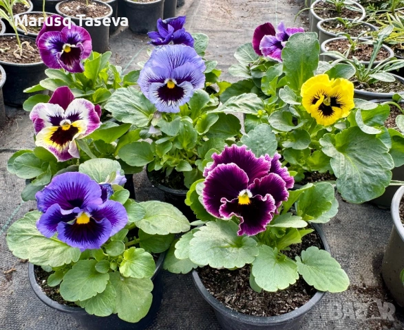 Теменужки къдрави 